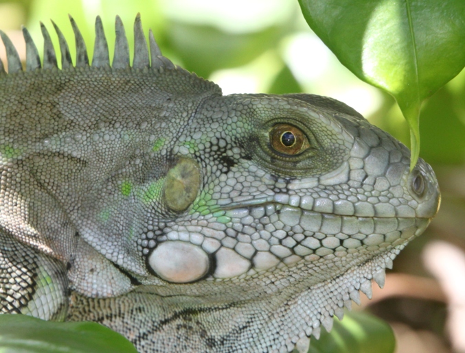 iguana